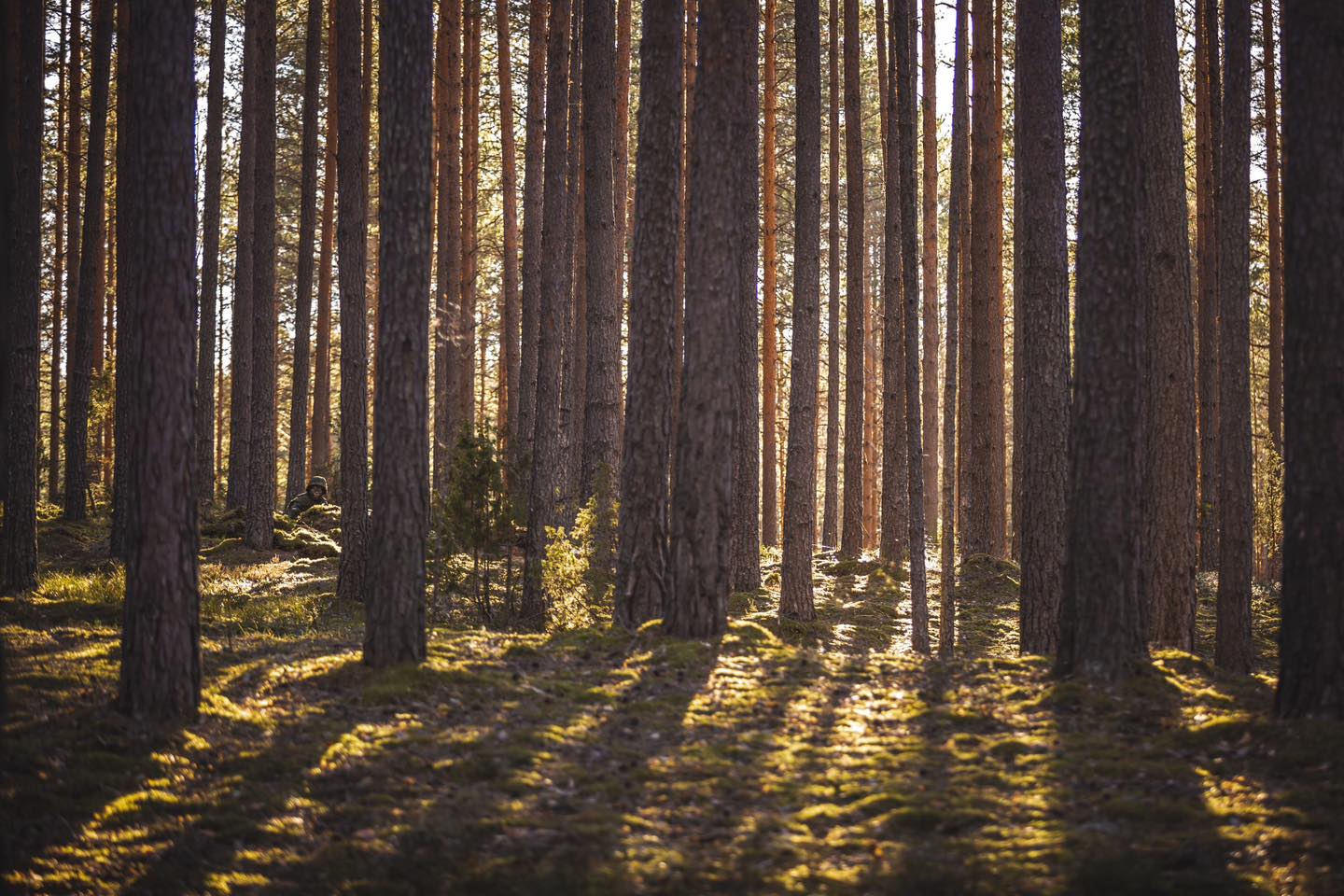 Nursipalu müratoetus