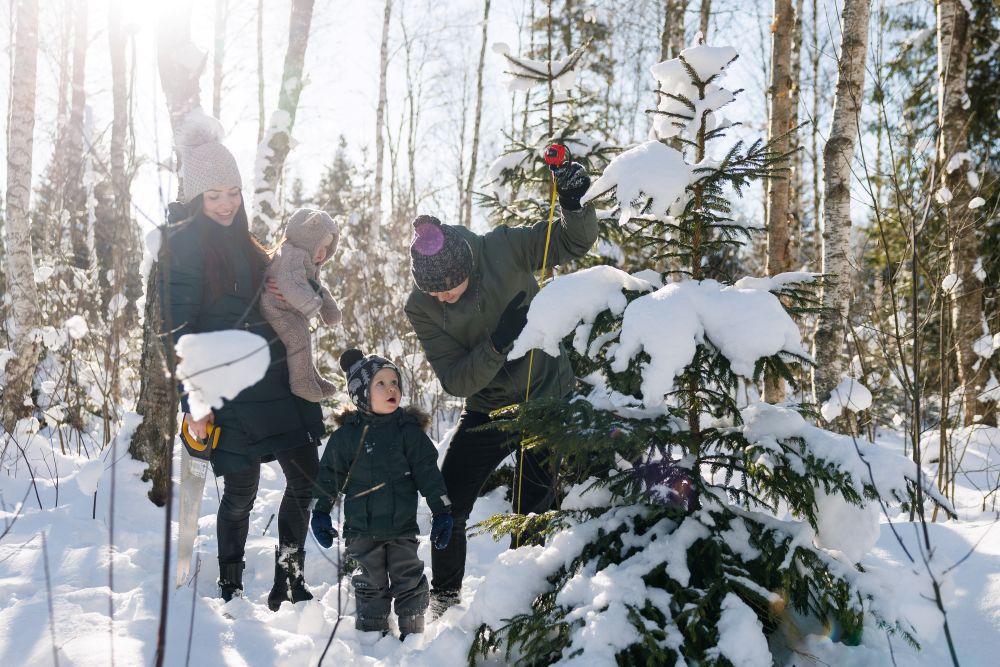 Too jõulukuusk riigimetsast
