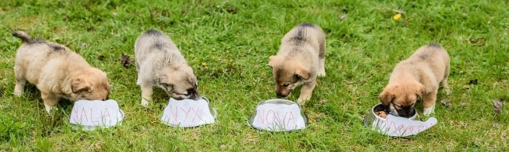 Mida teha omanikuta loomaga? Rõuge vallast varjupaika sattunud kutsikad. Foto: Võru varjupaik