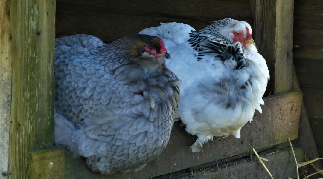 Alates esmaspäevast, 9.02.2026 on kohustus kodulinnud hoida siseruumides