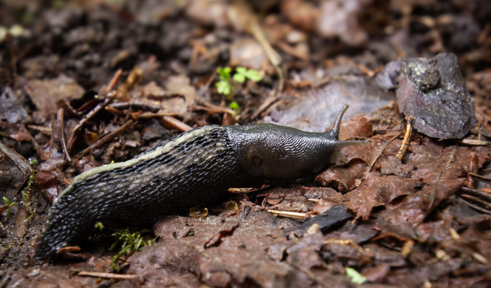 Must seatigu on kodumaine teoliik. Tunned kasuliku liitlase ära sõrmejälje mustri järgi mantliklilbil. Foto: Margit Turb